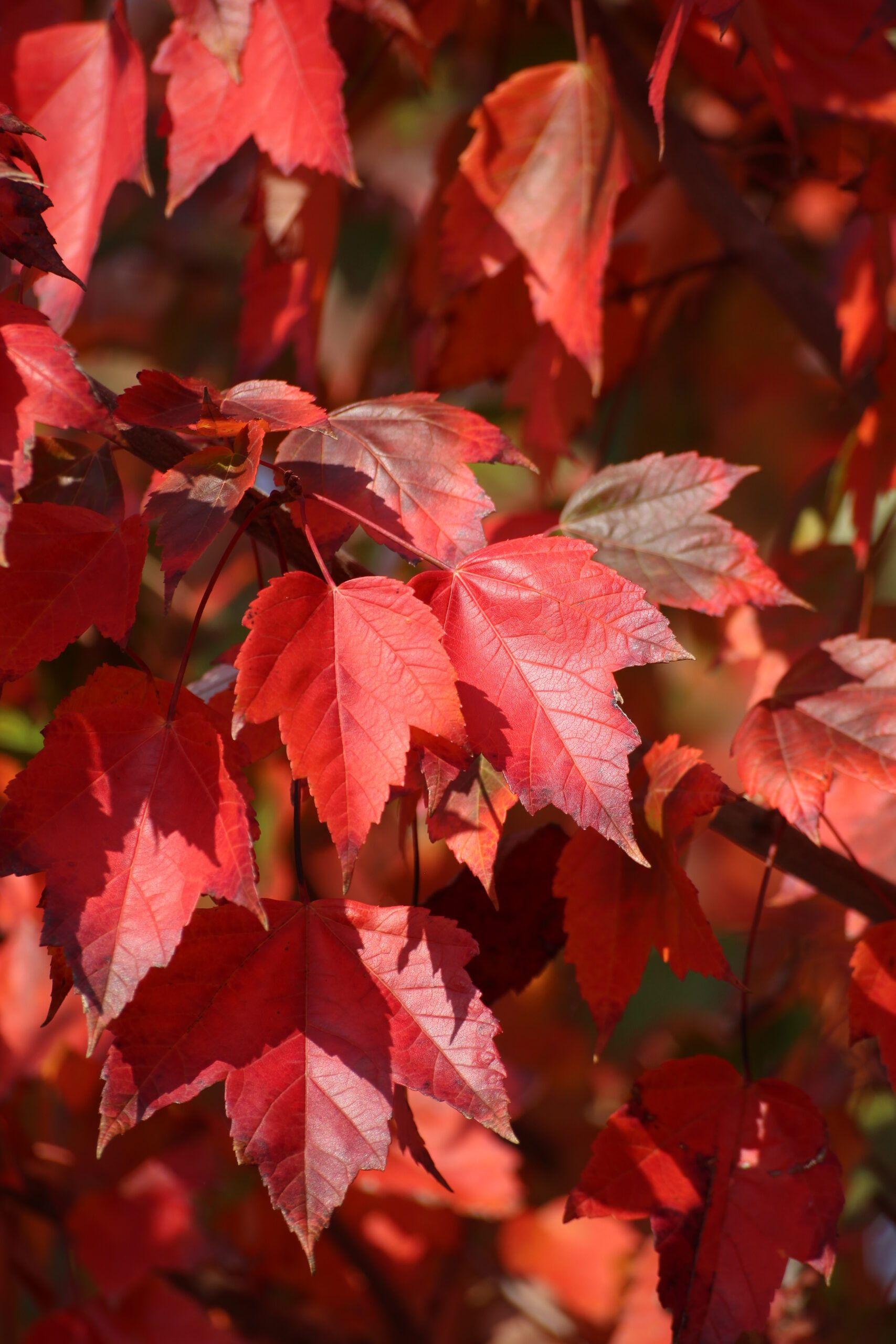 Acer Rubrum 'red Sunset' - View 35 from www redcrocus com