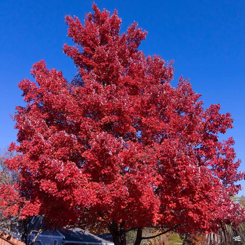 Acer Rubrum 'red Sunset' - View 37 from www redcrocus com