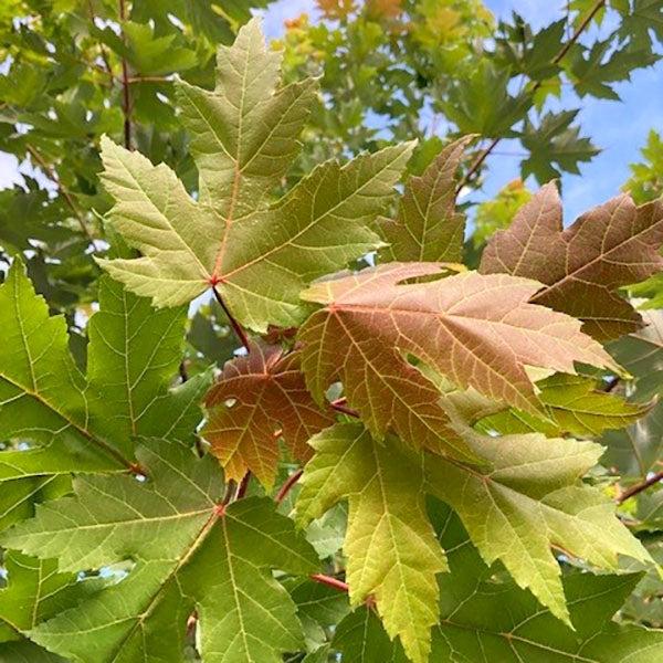 Acer Rubrum 'red Sunset' - View 38 from www redcrocus com