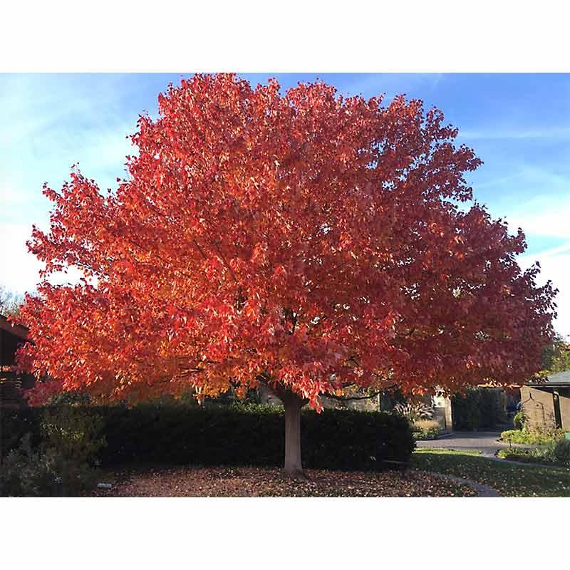 Acer Rubrum 'red Sunset' - View 40 from www redcrocus com