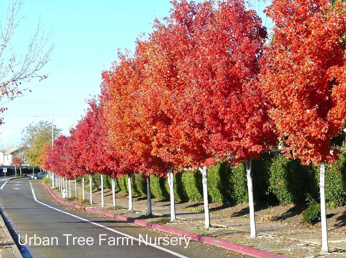 Acer Rubrum 'red Sunset' - View 5 from www redcrocus com