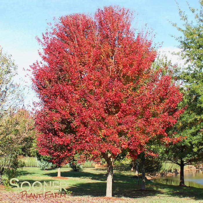 Acer Rubrum 'red Sunset' - View 9 from www redcrocus com