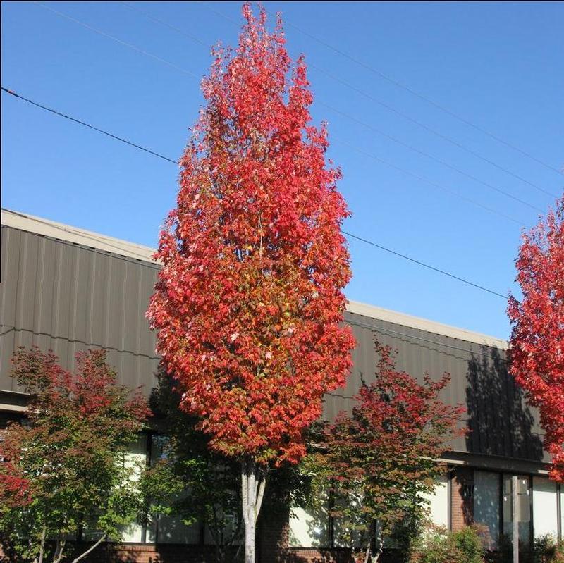 Acer Rubrum 'bowhall' - View 12 from www redcrocus com