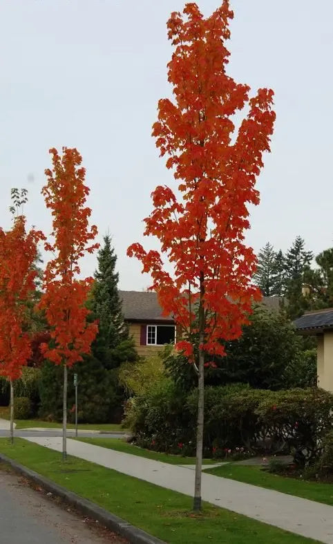 Acer Rubrum 'bowhall' - View 13 from www redcrocus com