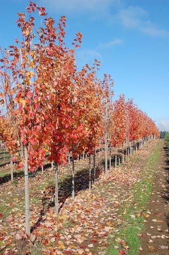 Acer Rubrum 'bowhall' - View 14 from www redcrocus com