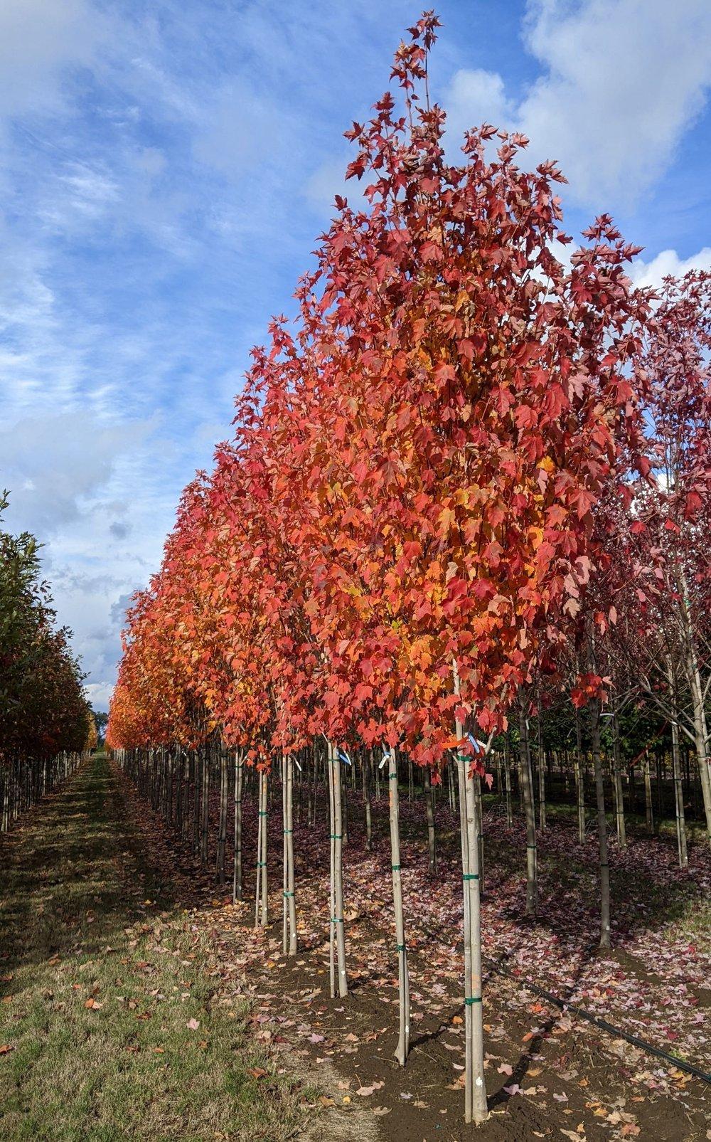 Acer Rubrum 'bowhall' - View 15 from www redcrocus com
