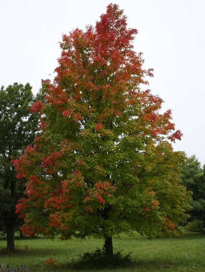 Acer Rubrum 'bowhall' - View 17 from www redcrocus com