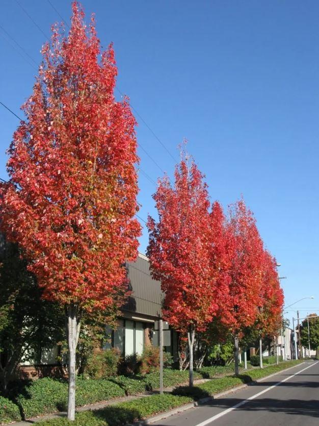Acer Rubrum 'bowhall' - View 18 from www redcrocus com