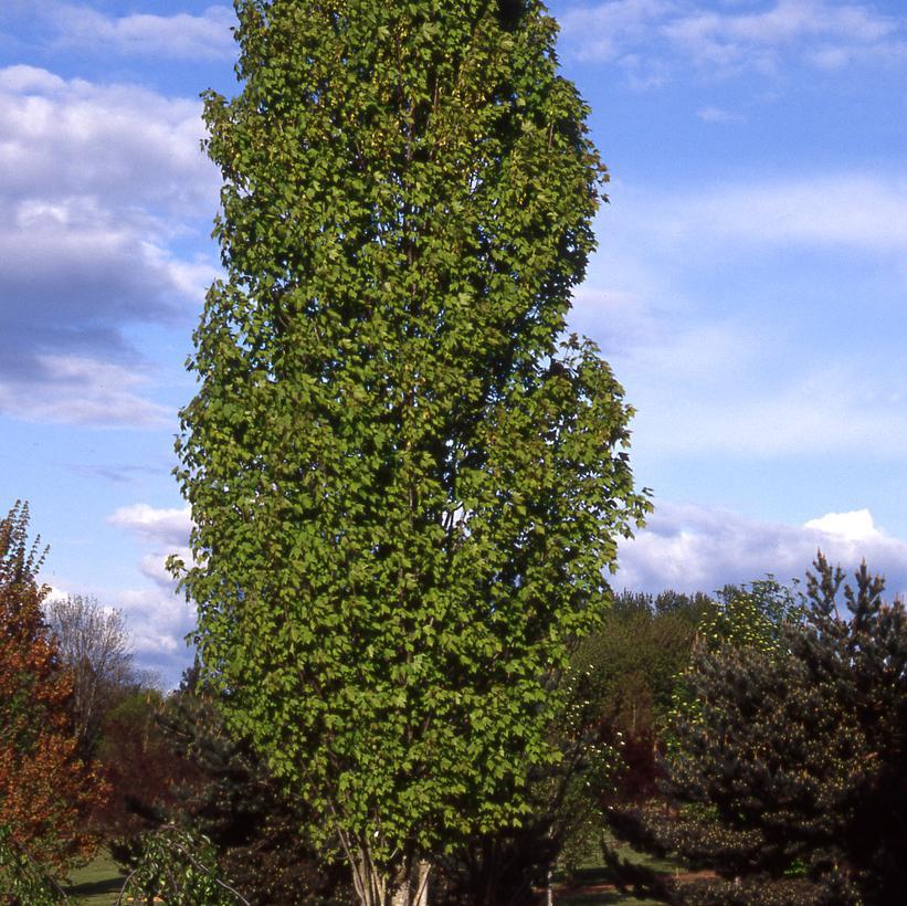 Acer Rubrum 'bowhall' - View 19 from www redcrocus com