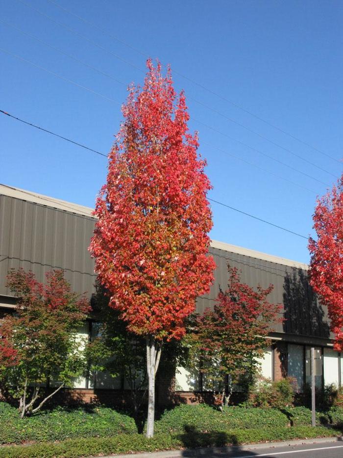 Acer Rubrum 'bowhall' - View 23 from www redcrocus com