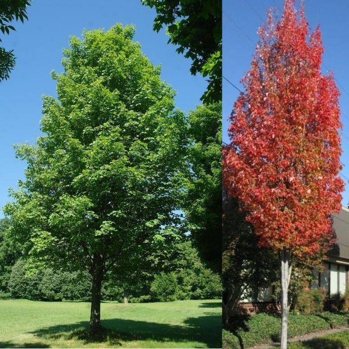 Acer Rubrum 'bowhall' - View 24 from www redcrocus com