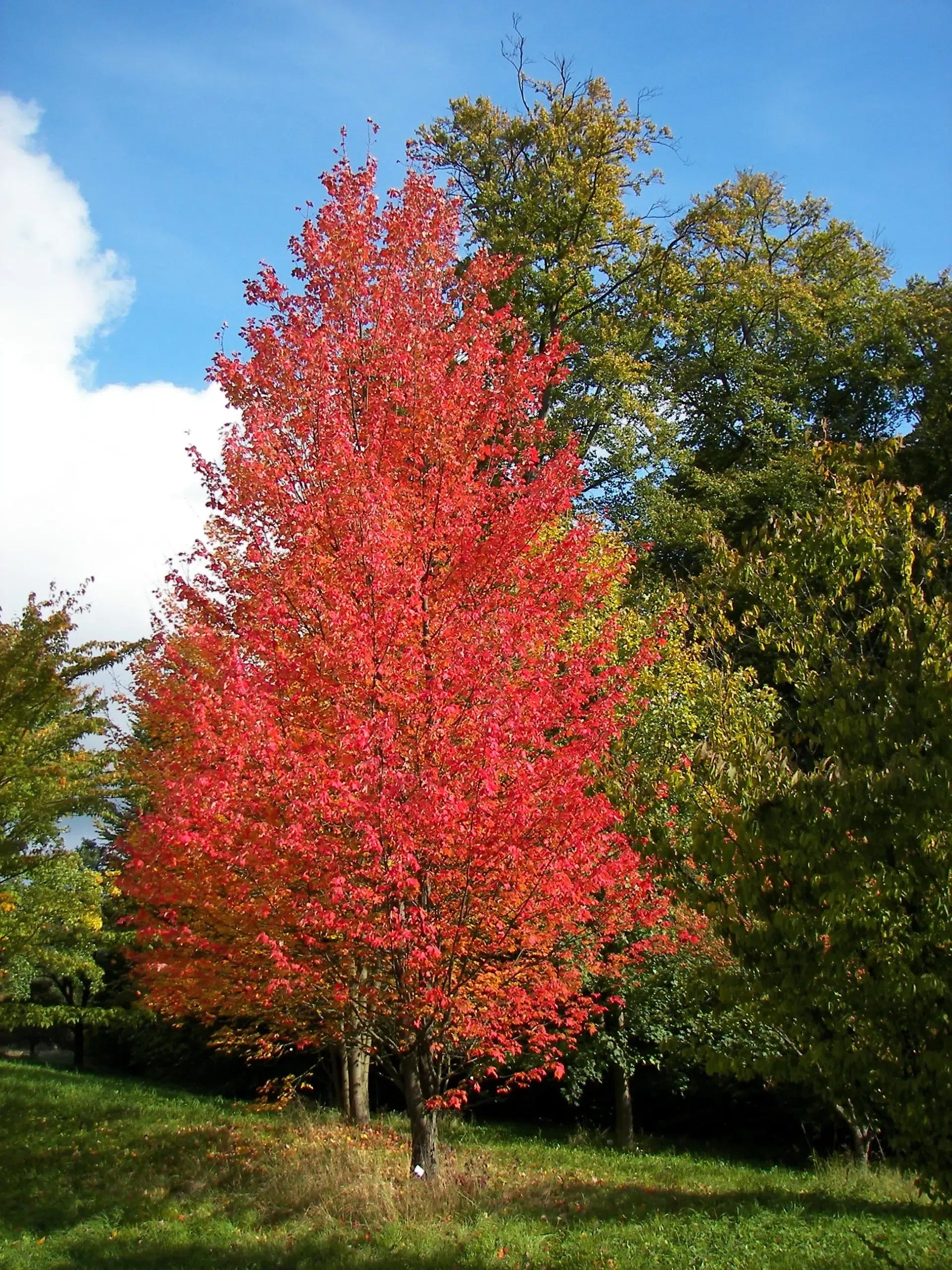 Acer Rubrum 'bowhall' - View 2 from www redcrocus com