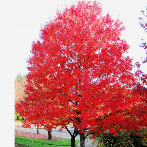 Acer Rubrum 'bowhall' - View 31 from www redcrocus com