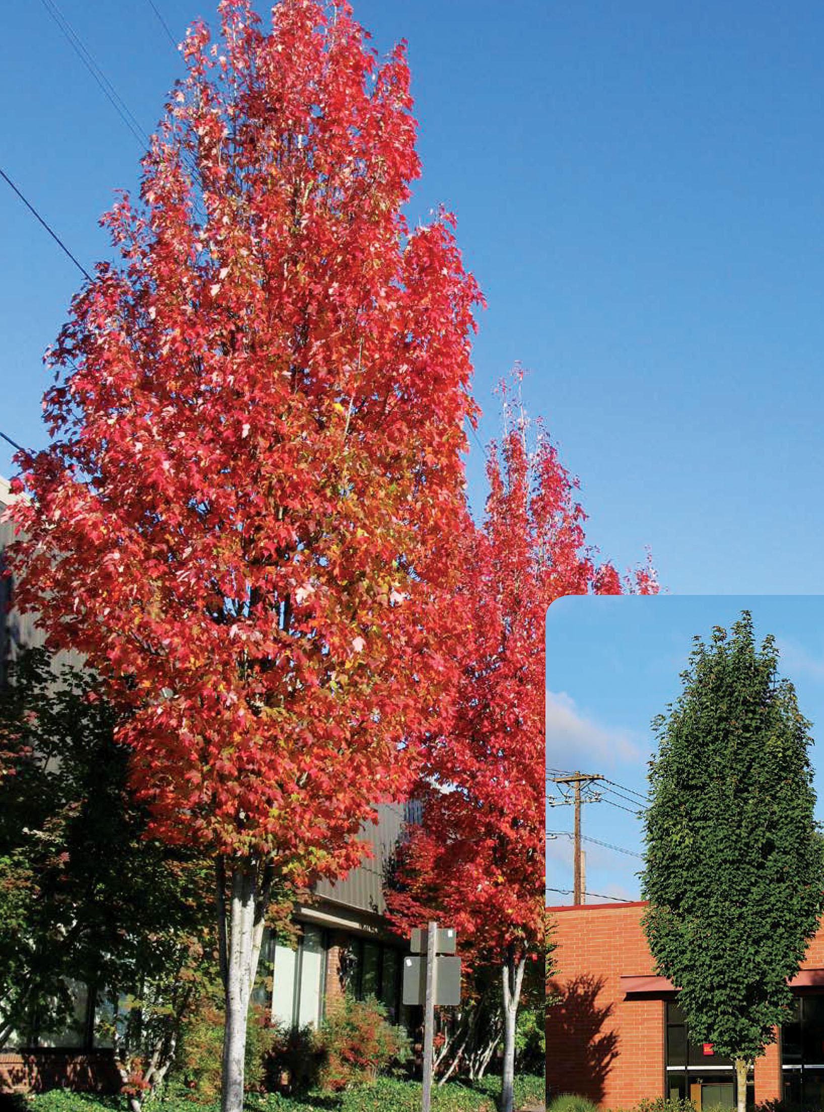 Acer Rubrum 'bowhall' - View 34 from www redcrocus com