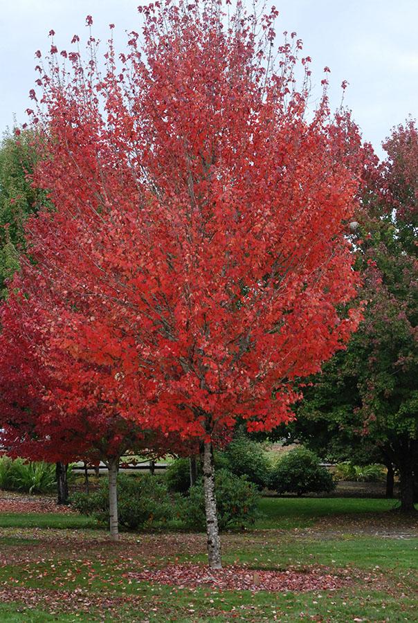 Acer Rubrum 'bowhall' - View 35 from www redcrocus com