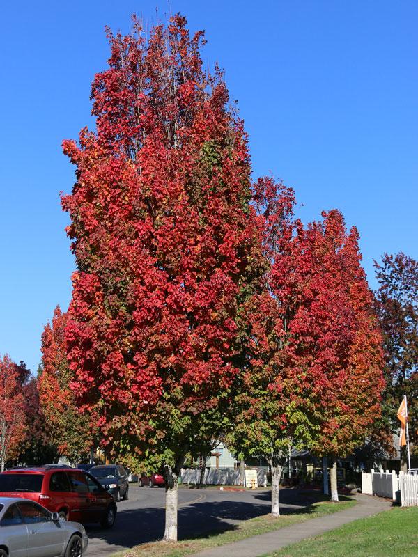 Acer Rubrum 'bowhall' - View 3 from www redcrocus com