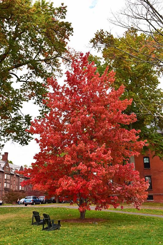 Acer Rubrum 'bowhall' - View 4 from www redcrocus com