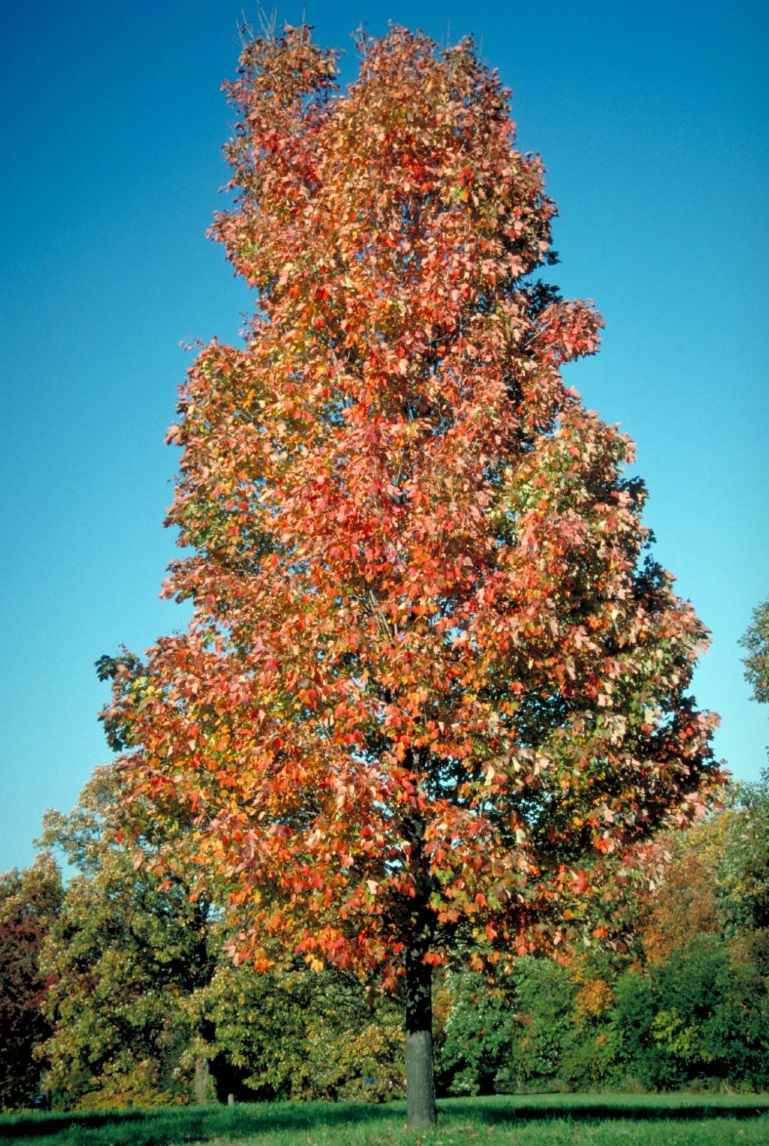 Acer Rubrum 'bowhall' - View 5 from www redcrocus com