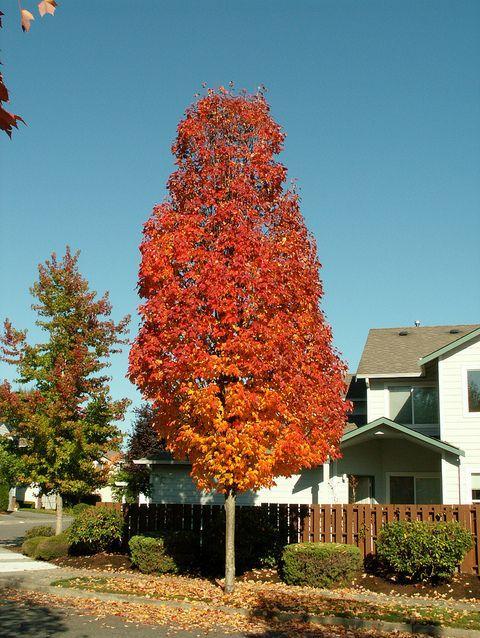 Acer Rubrum 'bowhall' - View 6 from www redcrocus com