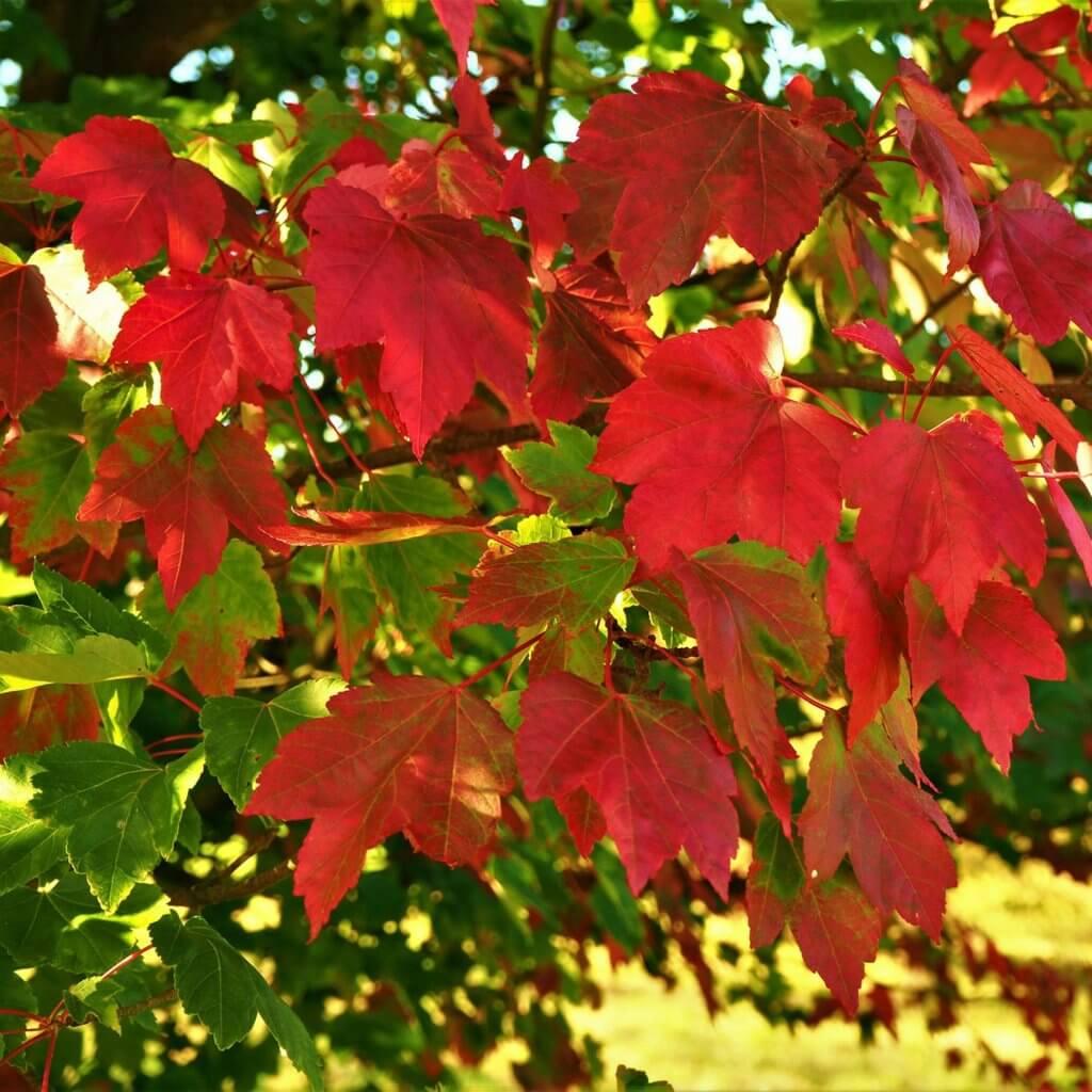 Acer Rubrum October Glory - View 3 from www redcrocus com