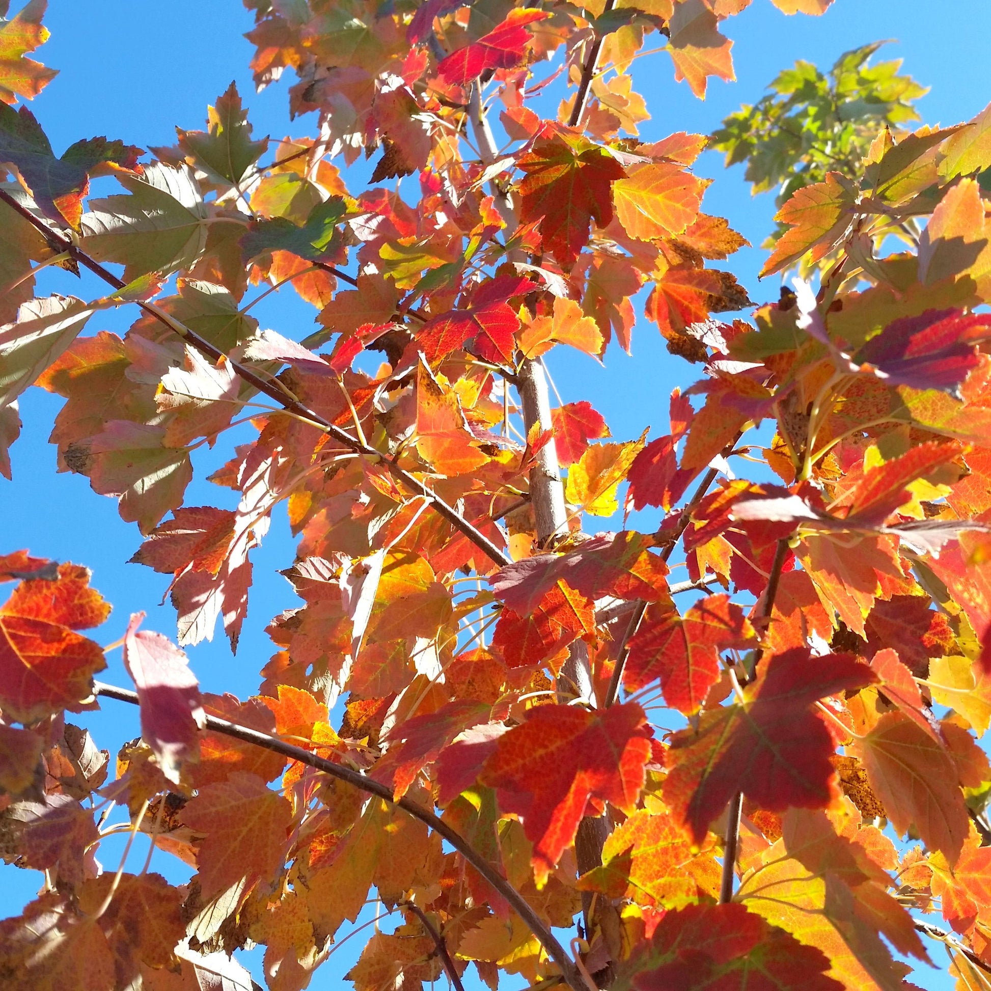 Acer Rubrum October Glory - View 6 from www redcrocus com