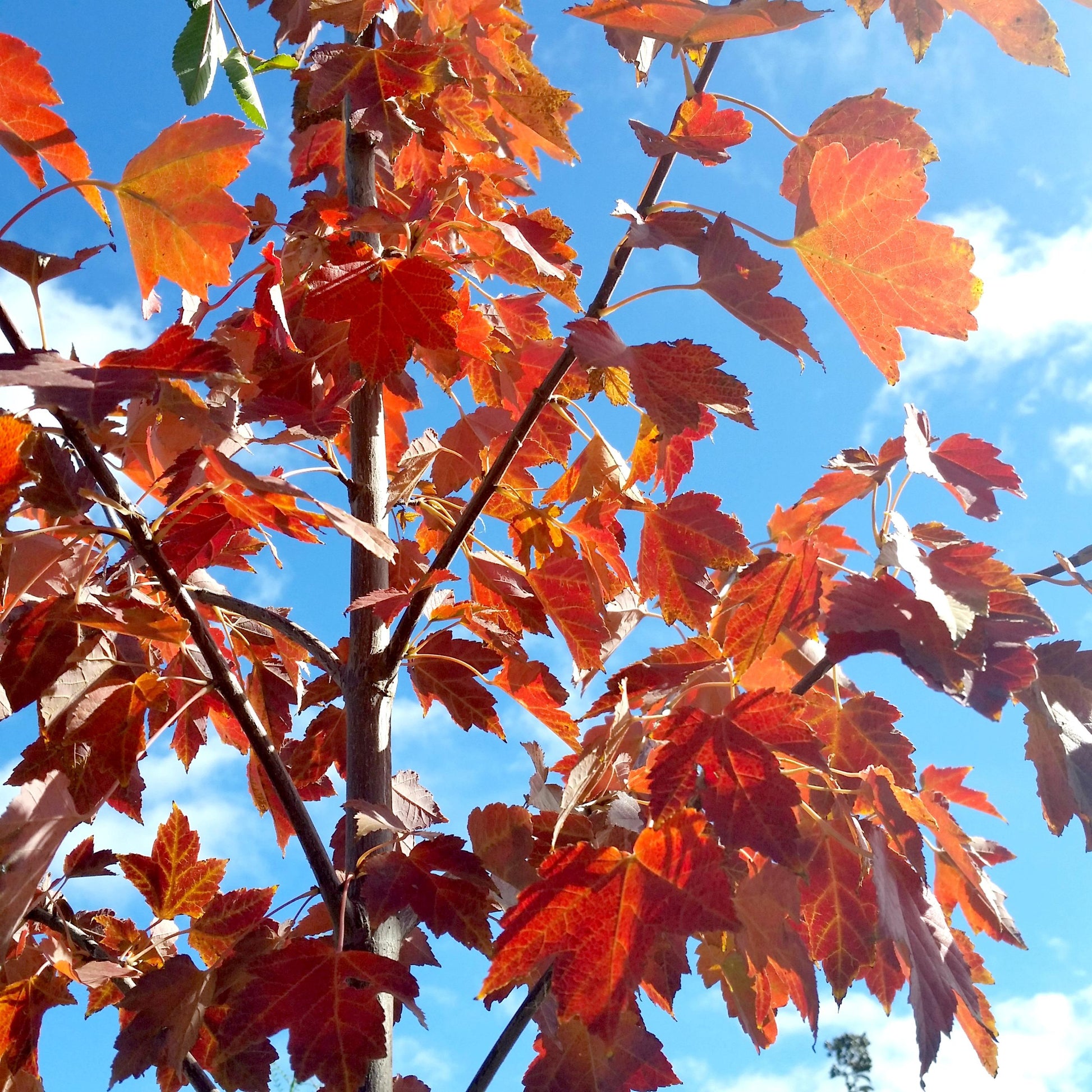 Acer Rubrum October Glory - View 7 from www redcrocus com