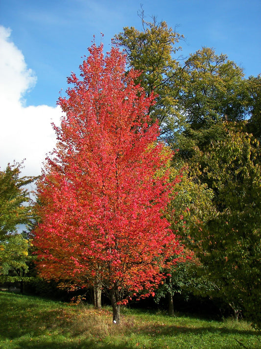 Acer Rubrum Bowhall - View 1 from www redcrocus com