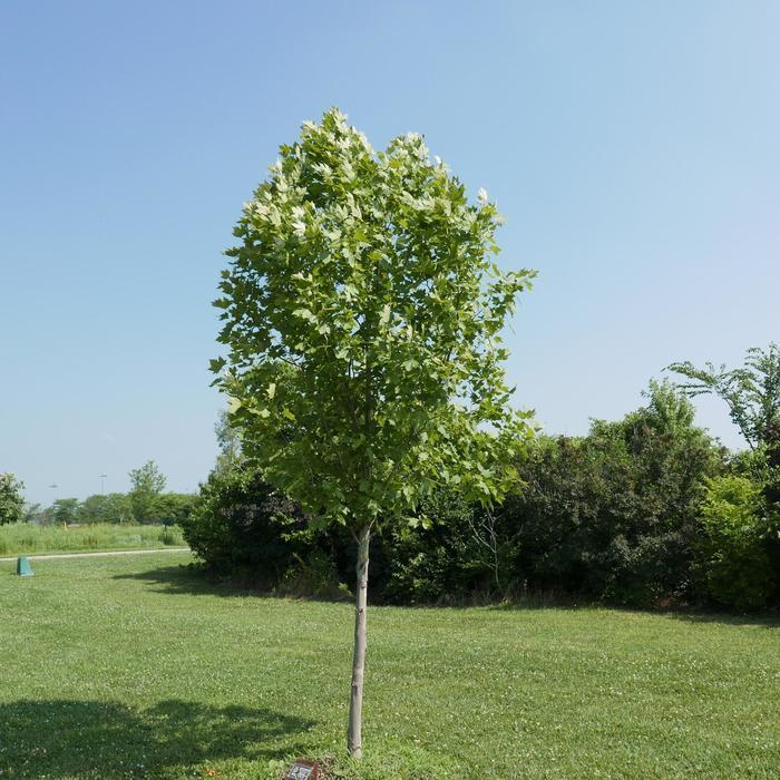 Platanus Acerifolia Exclamation - View 12 from www redcrocus com