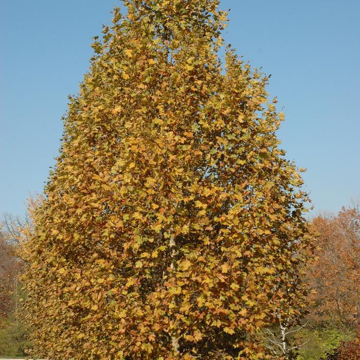Platanus Acerifolia Exclamation - View 4 from www redcrocus com