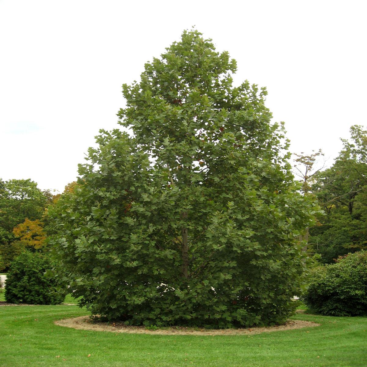 Platanus Acerifolia Exclamation - View 5 from www redcrocus com