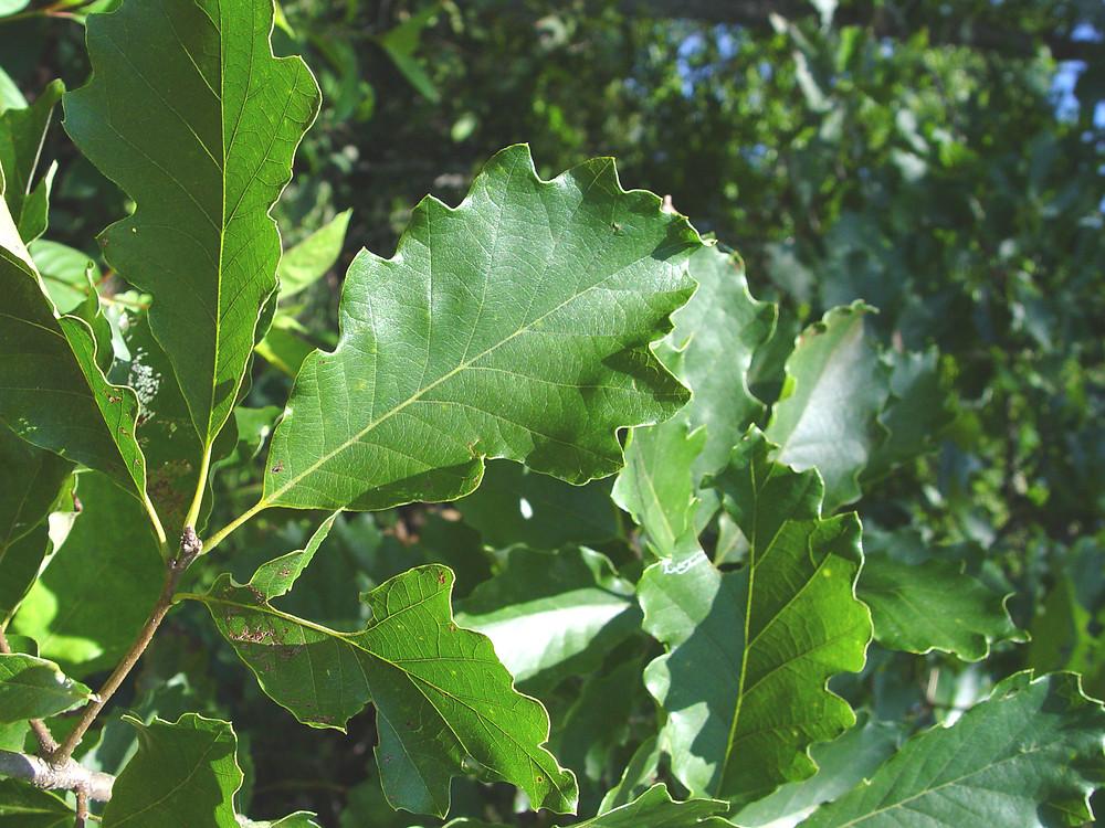 Quercus Bicolor - View 13 from www redcrocus com