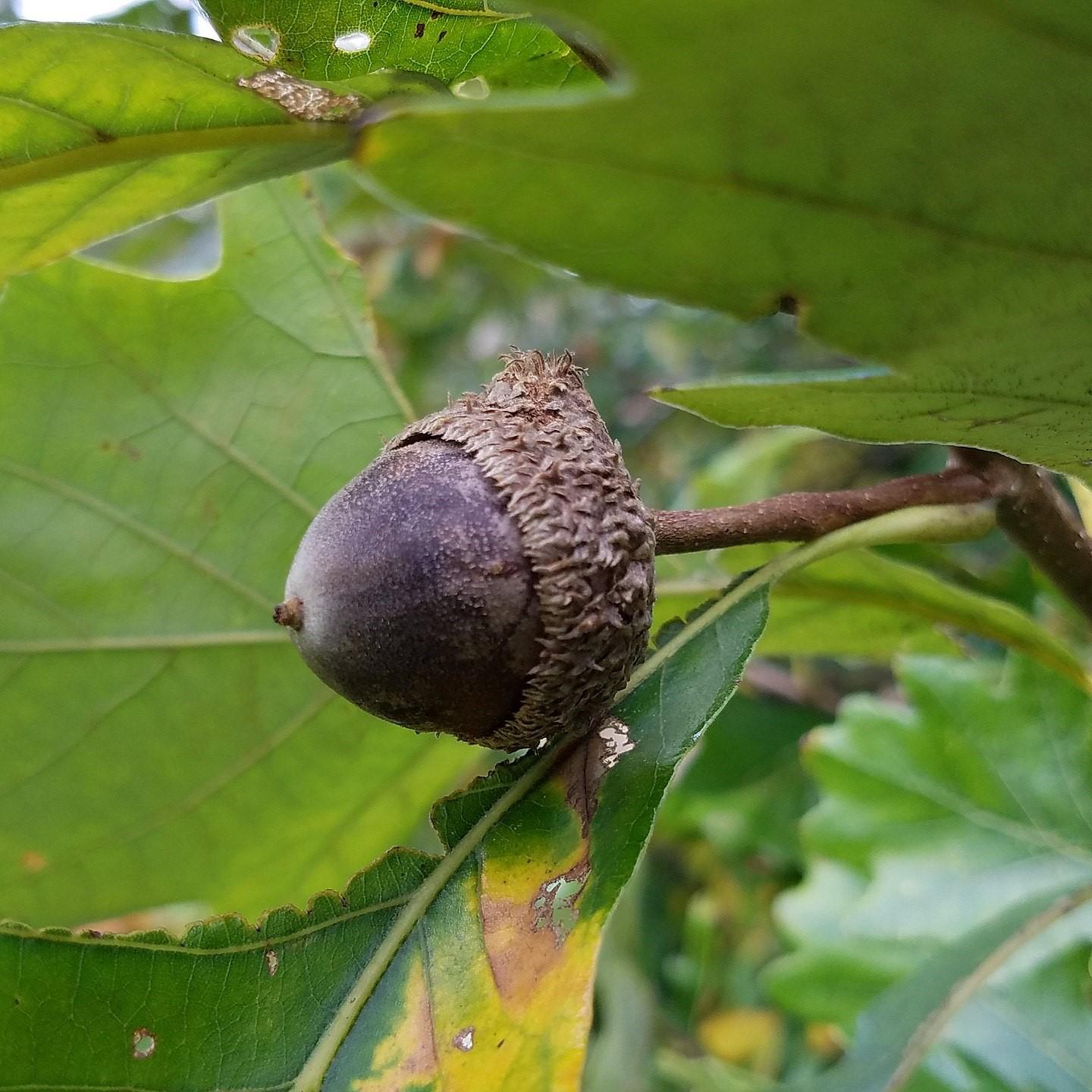 Quercus Bicolor - View 16 from www redcrocus com