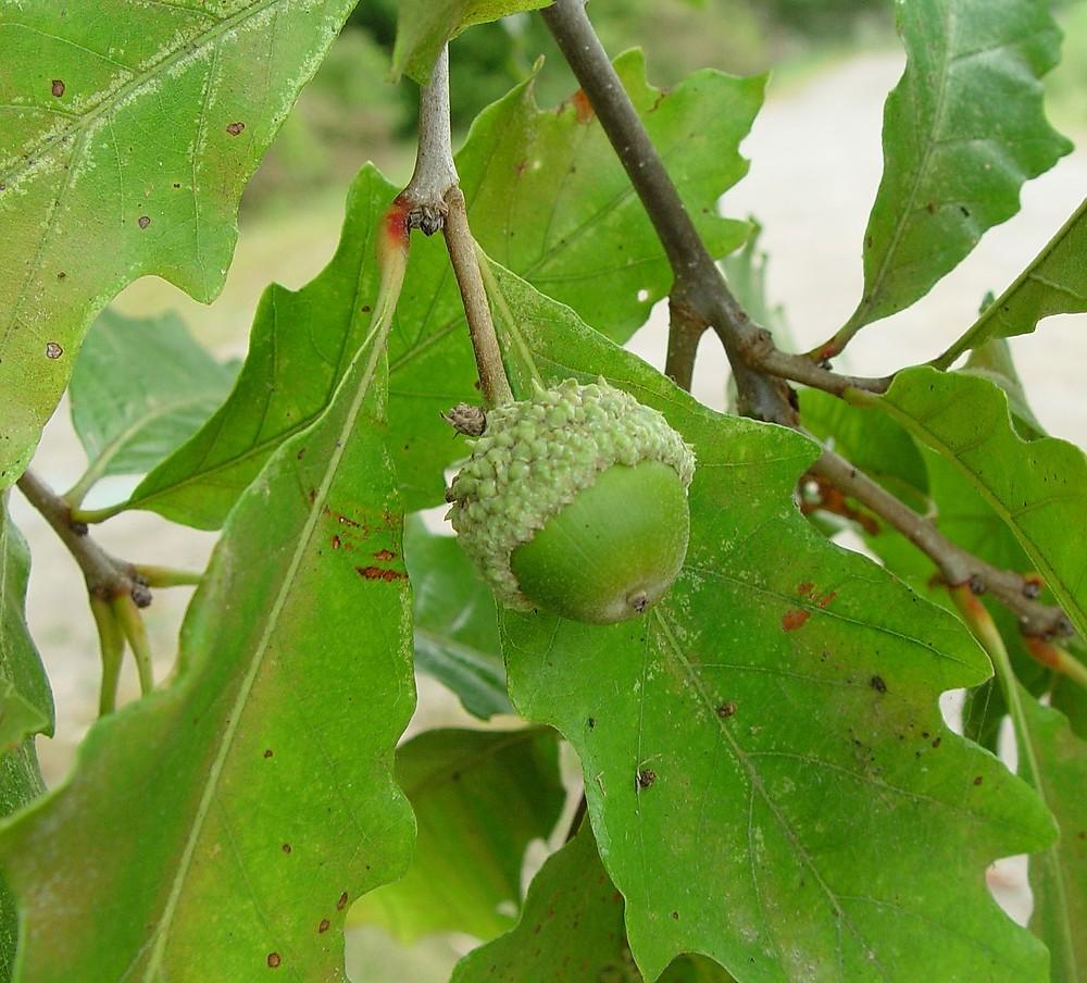 Quercus Bicolor - View 1 from www redcrocus com