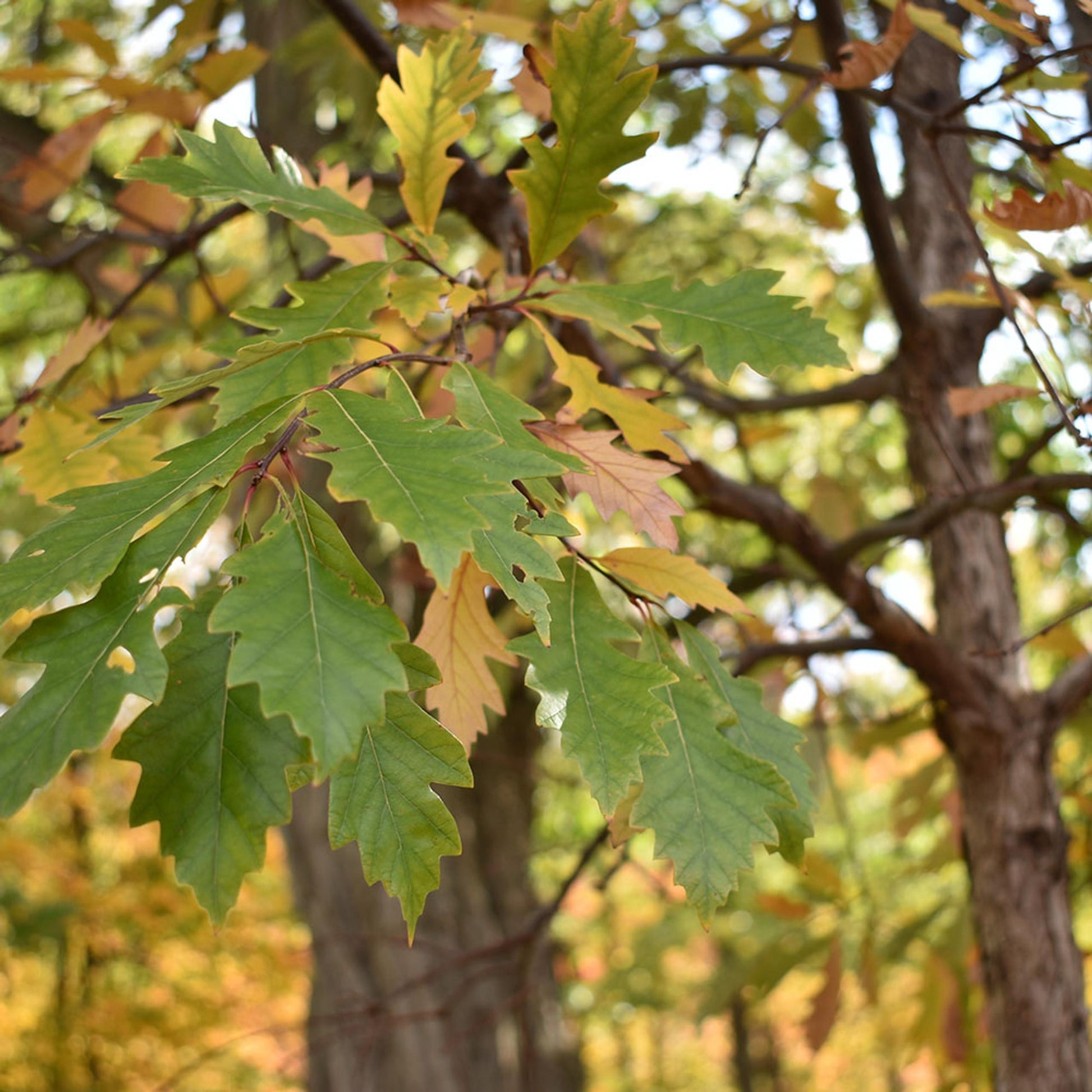 Quercus Bicolor - View 20 from www redcrocus com