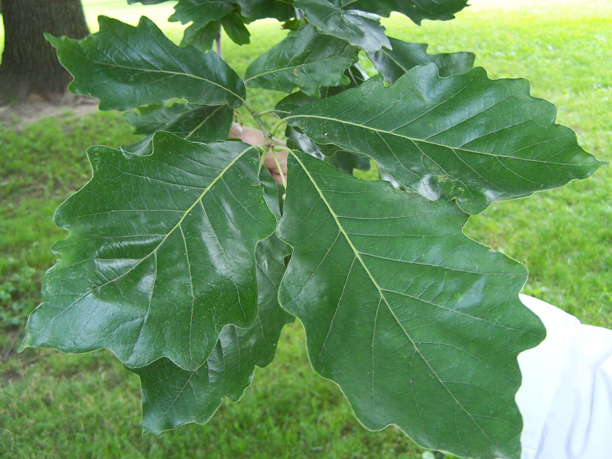 Quercus Bicolor - View 4 from www redcrocus com