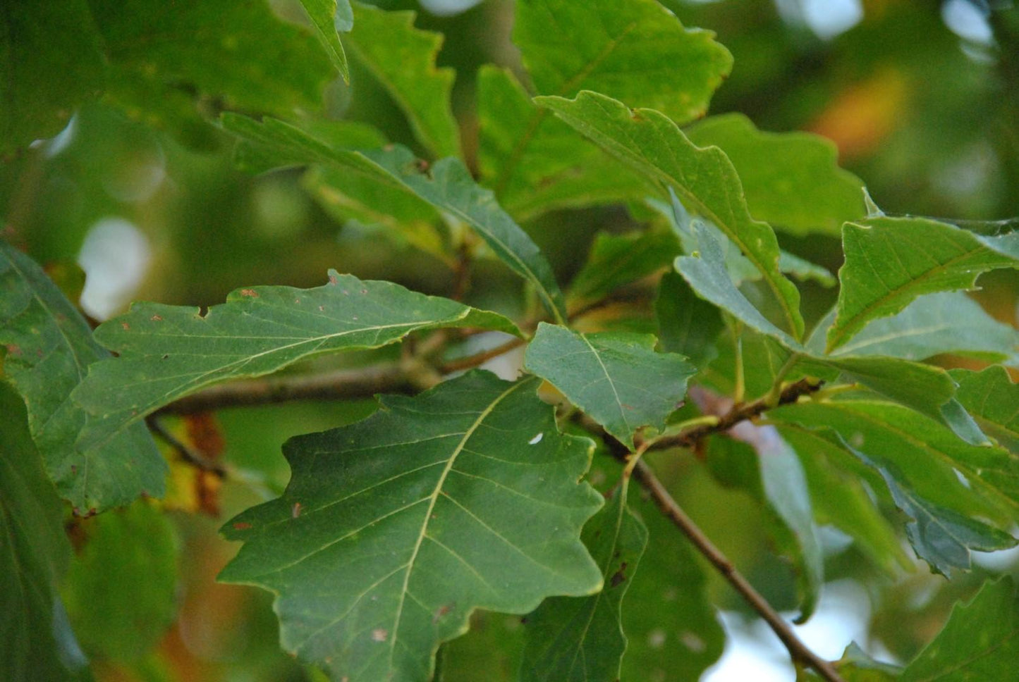 Quercus Bicolor - View 9 from www redcrocus com