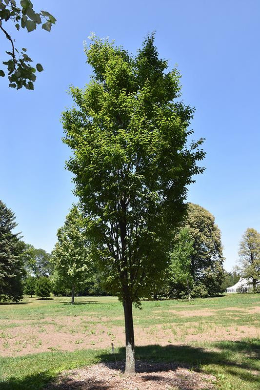 Zelkova Serrata Musashino - View 10 from www redcrocus com
