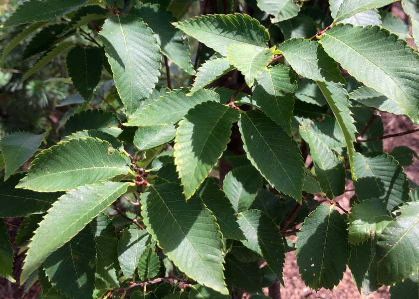 Zelkova Serrata Musashino - View 12 from www redcrocus com