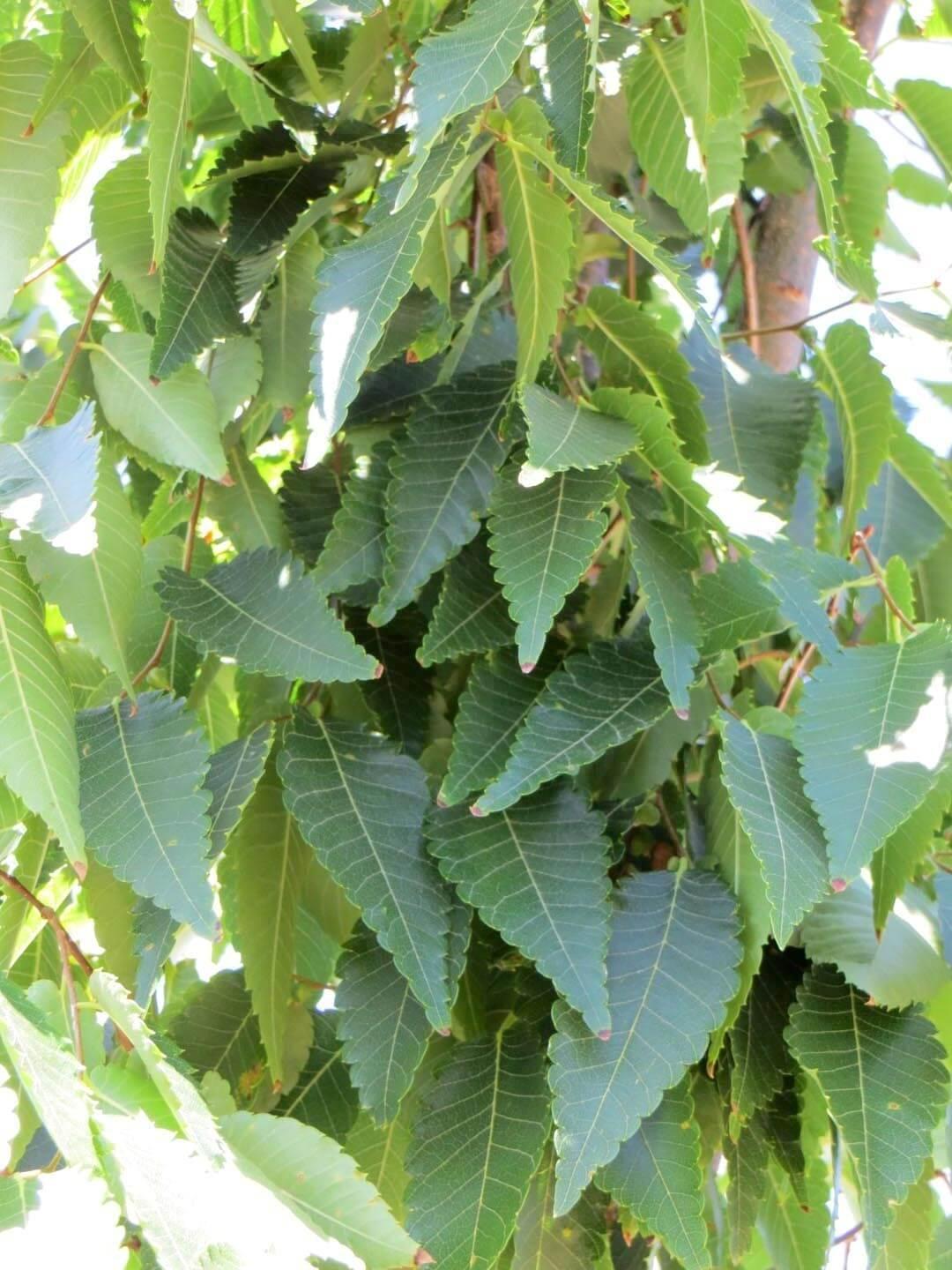 Zelkova Serrata Musashino - View 13 from www redcrocus com