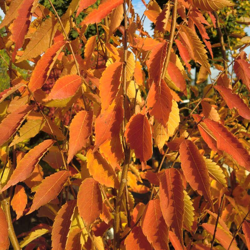 Zelkova Serrata Musashino - View 14 from www redcrocus com