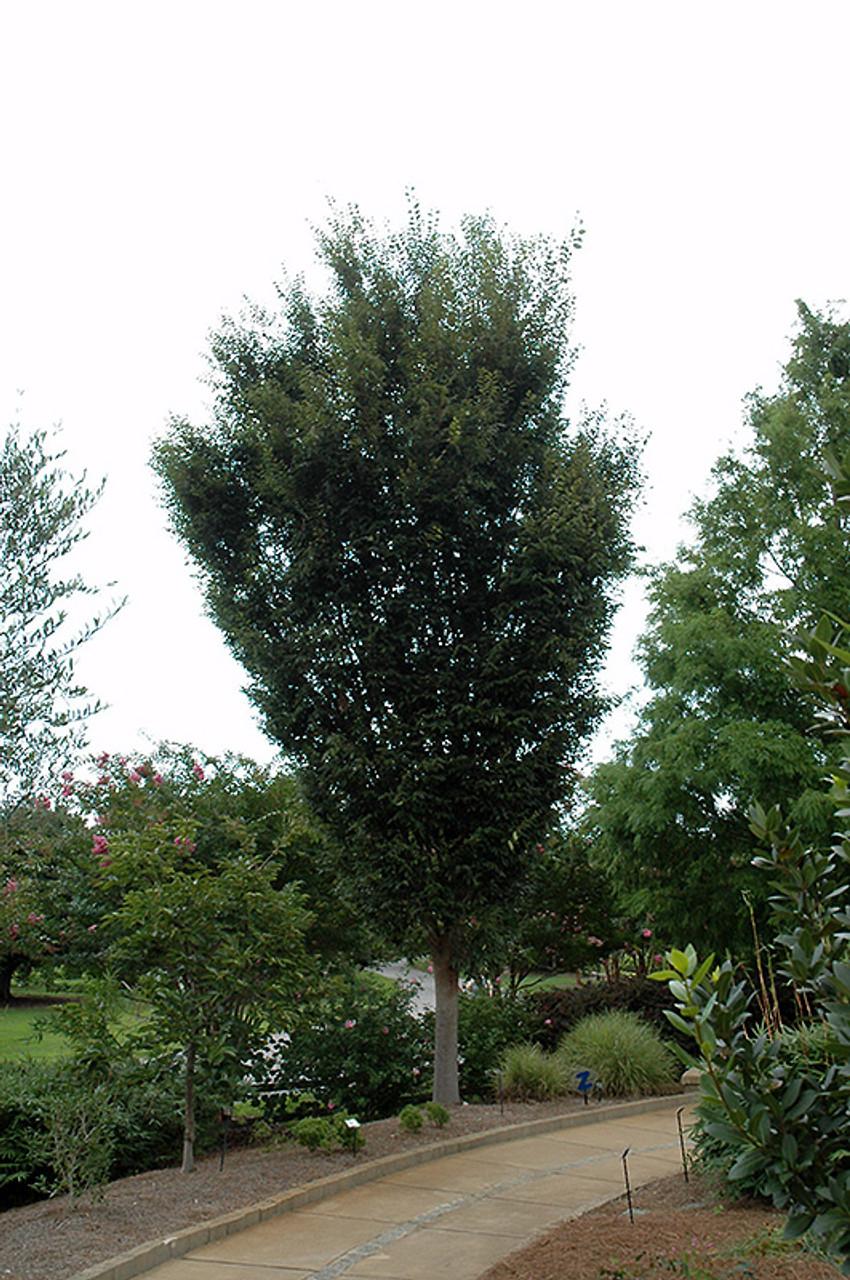 Zelkova Serrata Musashino - View 17 from www redcrocus com