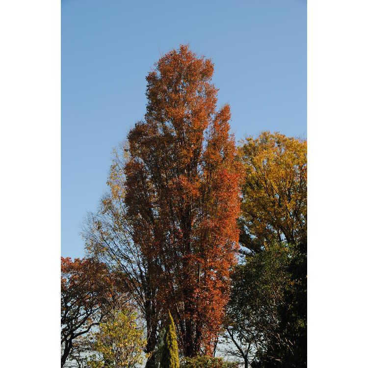 Zelkova Serrata Musashino - View 18 from www redcrocus com
