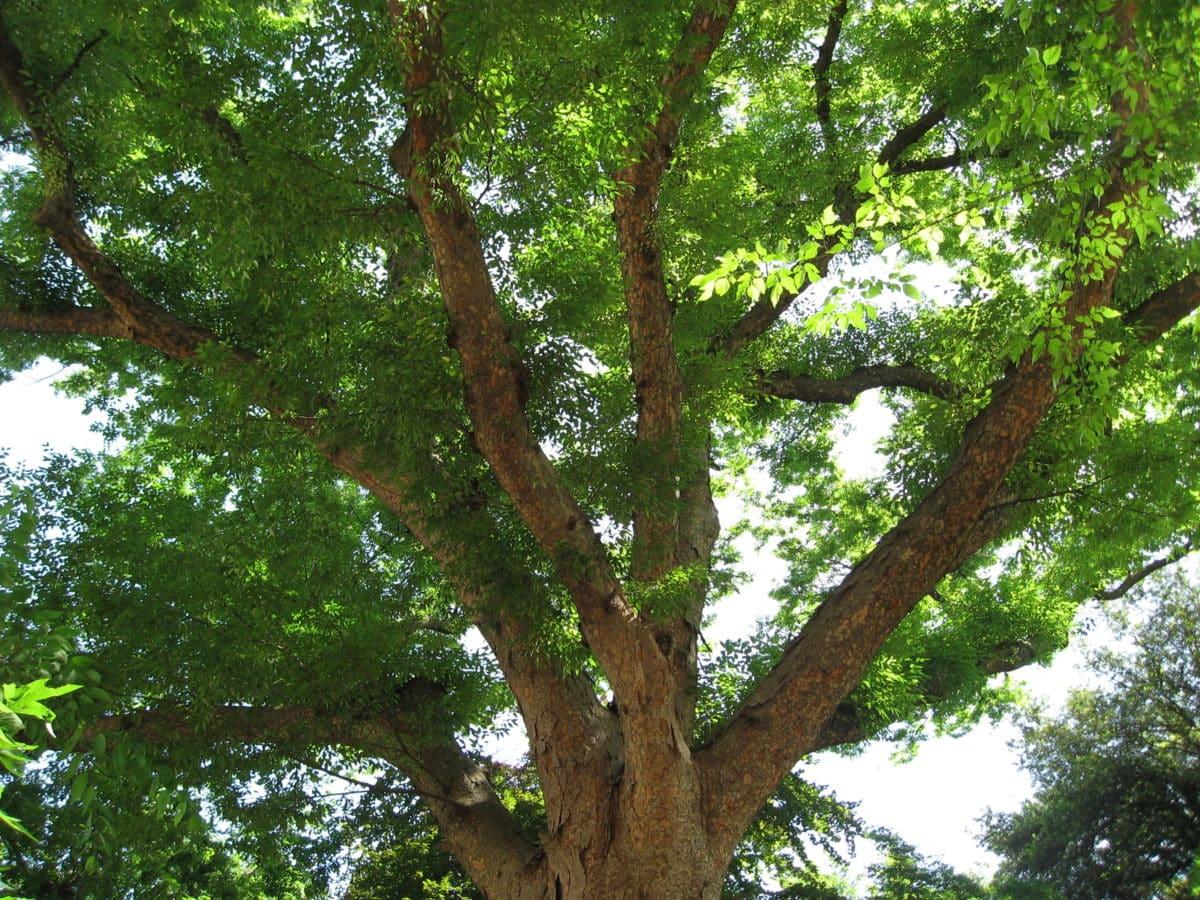 Zelkova Serrata Musashino - View 19 from www redcrocus com