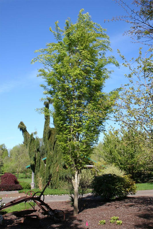 Zelkova Serrata Musashino - View 1 from www redcrocus com