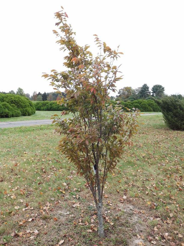Zelkova Serrata Musashino - View 20 from www redcrocus com