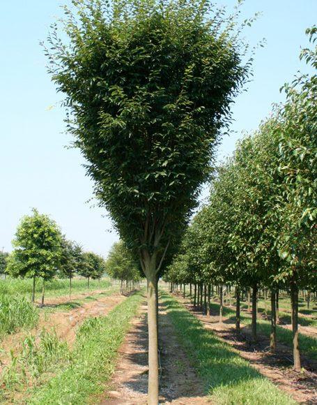 Zelkova Serrata Musashino - View 3 from www redcrocus com