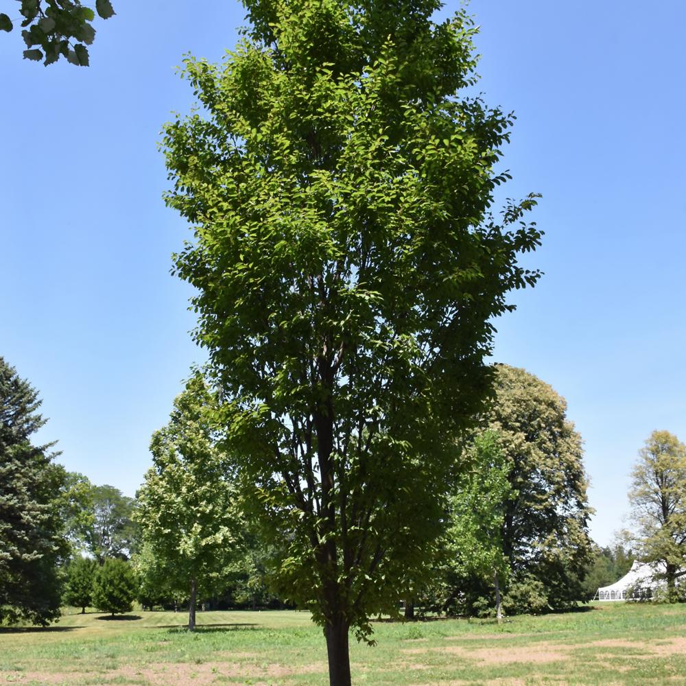 Zelkova Serrata Musashino - View 5 from www redcrocus com