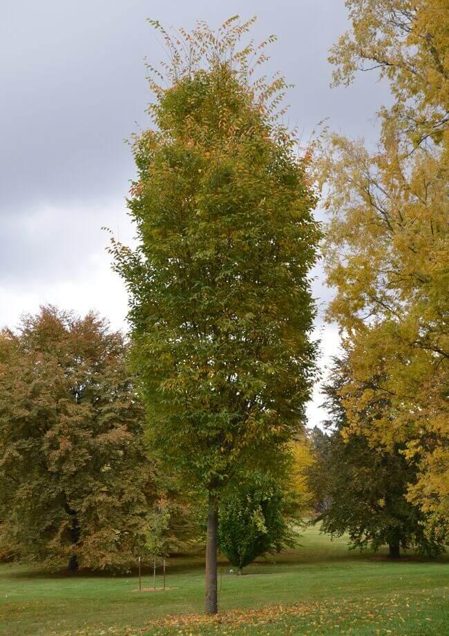 Zelkova Serrata Musashino - View 6 from www redcrocus com