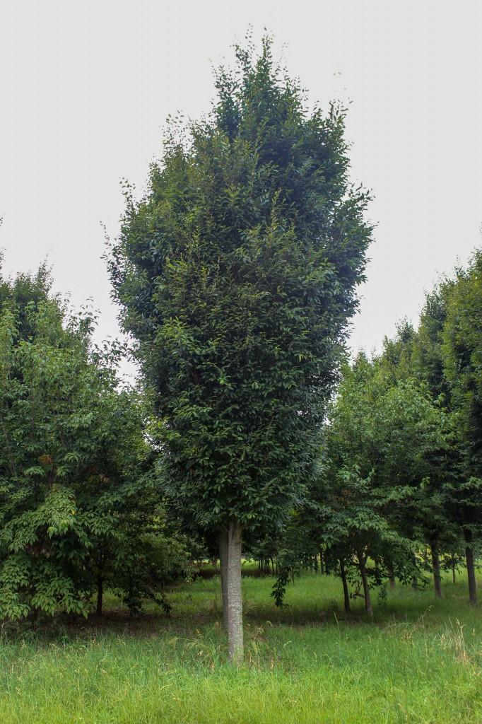 Zelkova Serrata Musashino - View 7 from www redcrocus com