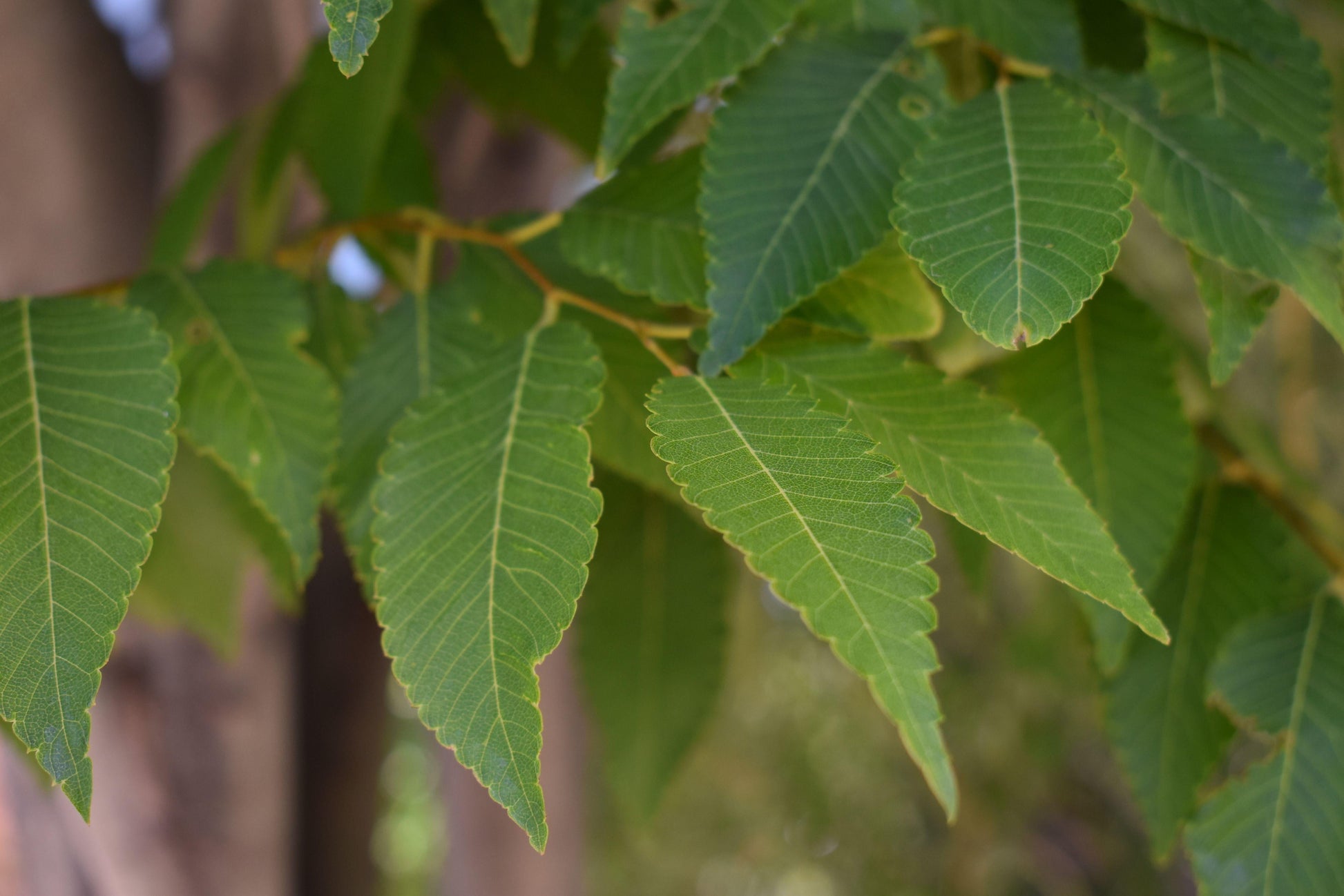 Zelkova Serrata Musashino - View 8 from www redcrocus com